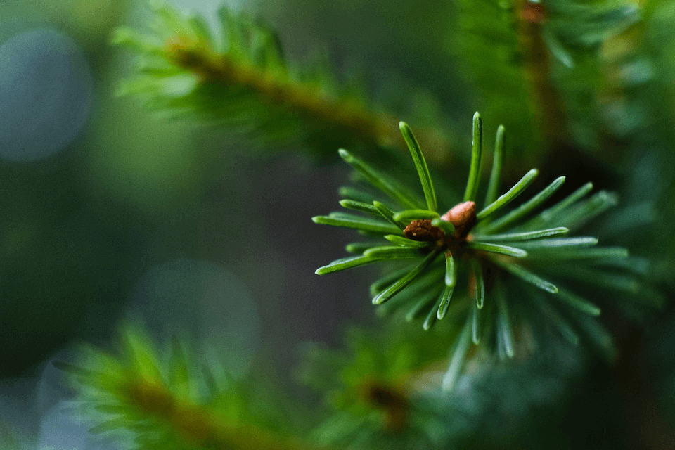 evergreen foliage banner